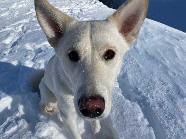 Mixed Breed – Husky mix – Kodak