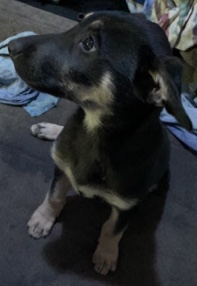 German Shepherd – Female 4 month old German shepherd pit mix