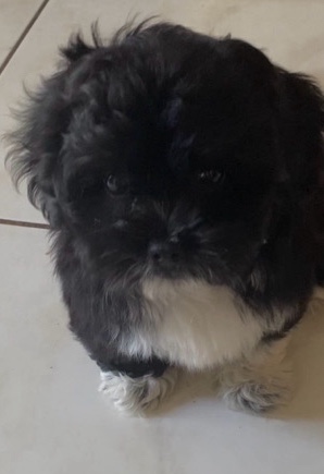 Shih Tzu – Pomeranian Mix Girl