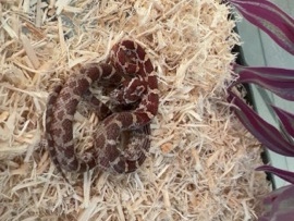 Corn Snake – rehoming baby corn snake – Phoenix
