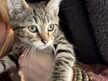 2 boy kittens – Clarksville