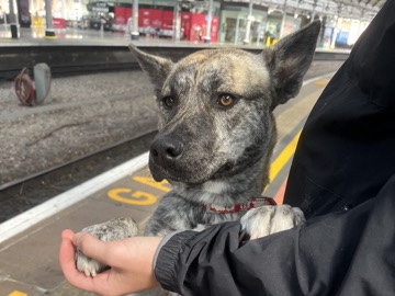Siberian Husky – staffy x husky