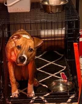 Boxer – Pitbull/ Boxer