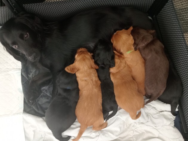 English Cocker Spaniel – cocker spaniel pups last 2 girls left – South Hetton