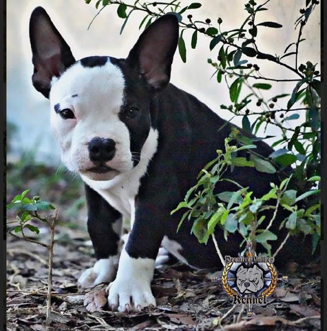 American Pit Bull Terrier – Abkc american bullies pocket size puppies