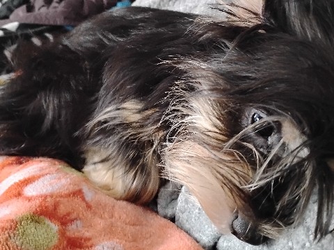 Yorkshire Terrier - Yorkie mix 6month old female Taking offers available for adoption in Tacoma