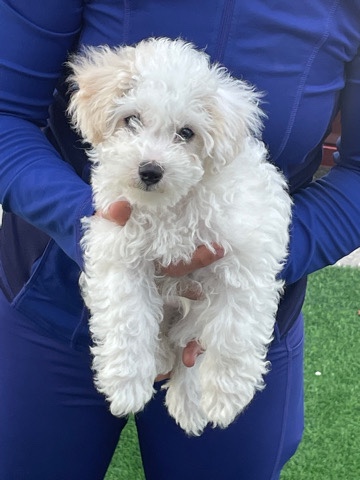 maltipoo