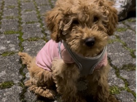 Poodle – poodle puppy – Dordrecht