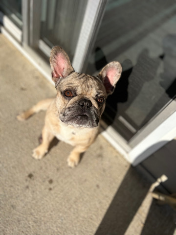 French Bulldog – 1 Year Old French Bulldog