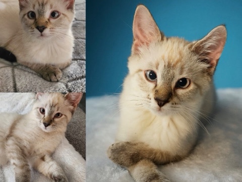 Siamese – Siamese 5 1/2 months old – Longmont