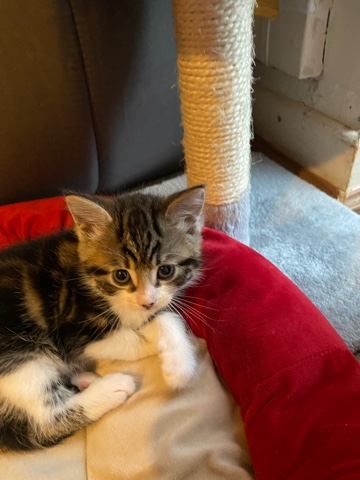 Ragdoll – for sale