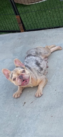 French Bulldog – frenchies
