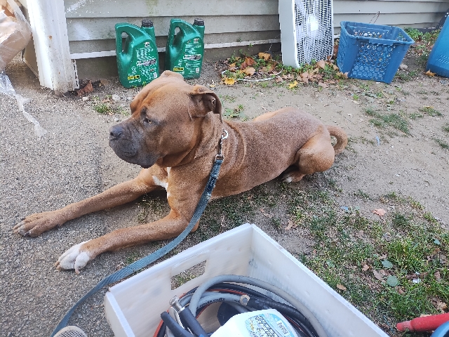 Cane Corso – pitbull boy needs home