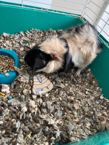 guinea pig – 14 month old Guinea pig
