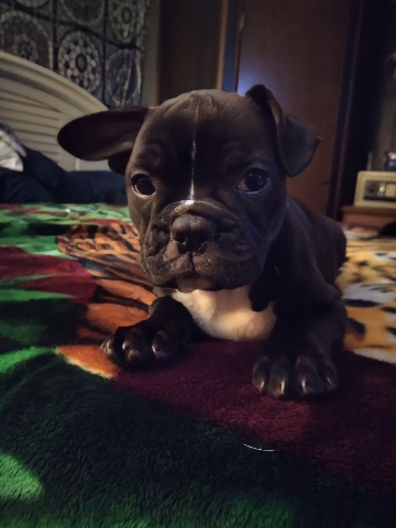 French Bulldog – Puppy For Sale