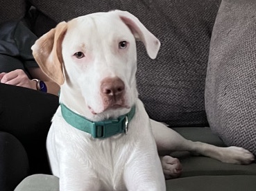 Great Dane – Sweet Boy Named Blue 🩵