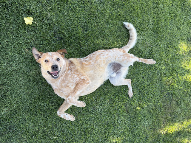 Australian Cattle Dog – Rehoming our Cattle Dog – Perris