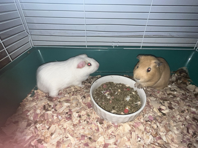 Guinea Pig – 2 Friendly 1-Year-Old Guinea Pigs Available in New Haven – New Haven