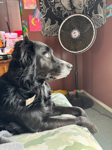Labrador Retriever – black lab