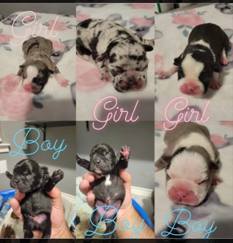 French Bulldog – Frenchie Puppies
