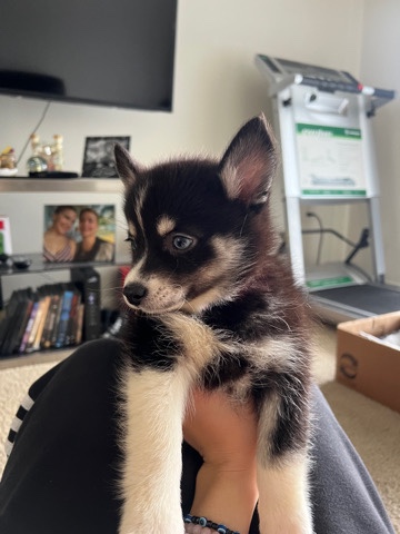 Siberian Husky – 9 Week Pomsky