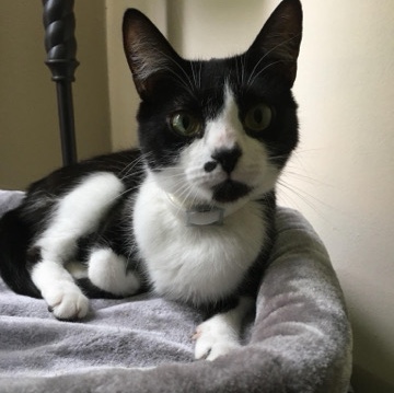 6yo Female Tuxedo Cat