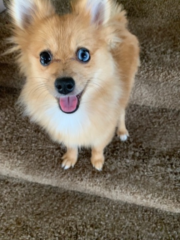Pomeranian – Pomeranian 100% pure breed w/papers