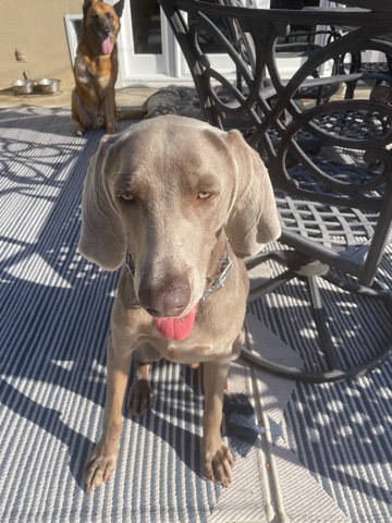 Weimaraner – Need a New Home