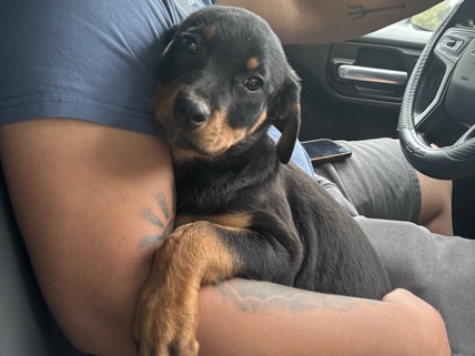 Rottweiler – Bailey Rottie – Dunn