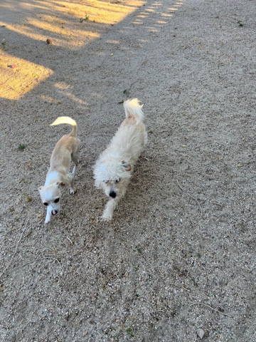 Chihuahua – Re-Home