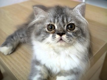 Persian (Modern) – Pure Persian Cat – Manikonda
