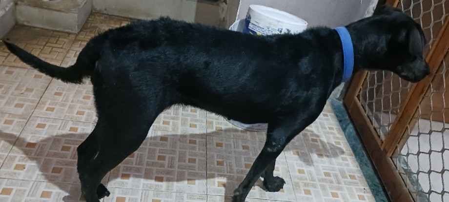 Labrador Husky – Lucci female dog