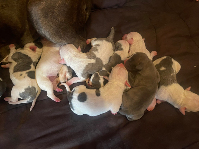 American Pit Bull Terrier – American Pit Bull Terrier Puppies