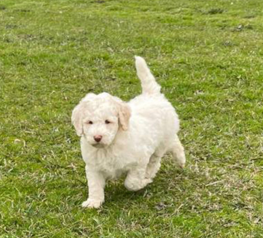AussieDoodle Puppy