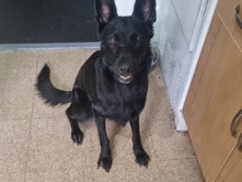 German Shepherd – wanted – Alfreton