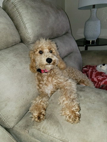 Poodle – He needs a home
