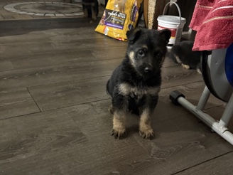German Shepherd – full breed German shepherd – Riverdale