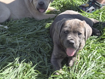 Cane Corso – rehoming Cane Corso – Stockton