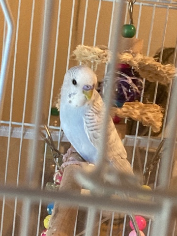 parakeet rehoming