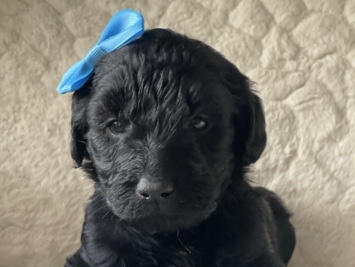Goldendoodle – F1 phantom Goldendoodle (female) – West Monroe