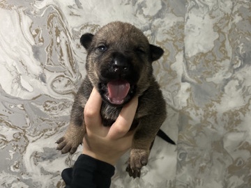 Mixed Breed – puppies shar-pei – Liverpool
