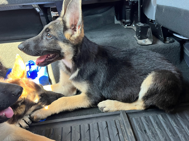 German Shepherd – 4 pure German Shepherd females