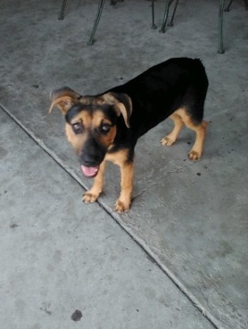 German Shepherd – German Shepard Female