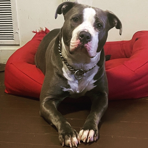 American Staffordshire Terrier – Rehoming