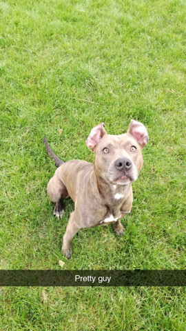 American Pit Bull Terrier – Rehoming Goku(free)
