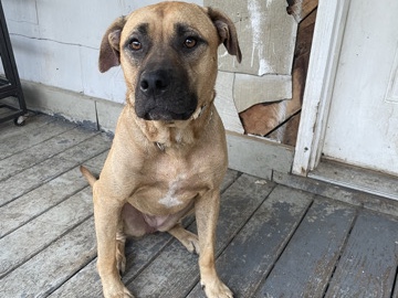 Mountain Cur – rehoming my baby Mable black mouth cur fullblooded – Bandy
