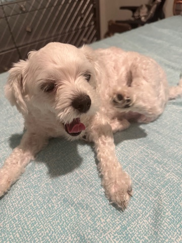 Maltese – Maltipoo