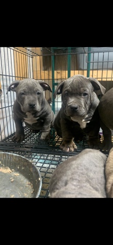 American Bulldog – Blue fawn, bully