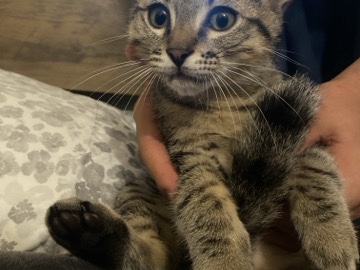 Russian White, Black and Tabby – baby scar – Chula Vista