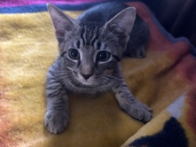 3 female kittens – Letchworth Garden City